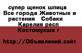 супер щенок шпица - Все города Животные и растения » Собаки   . Карелия респ.,Костомукша г.